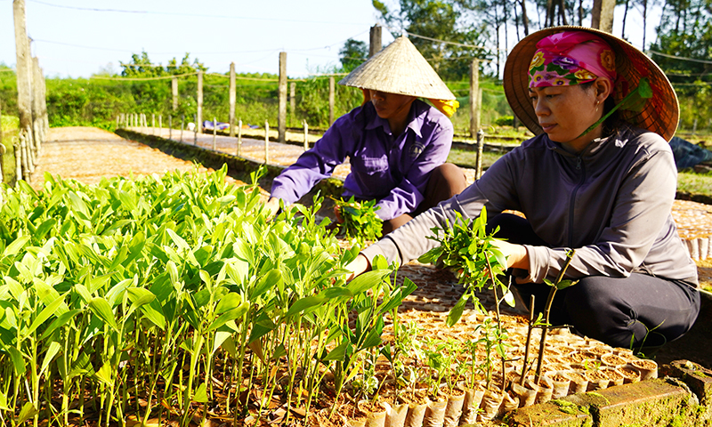 Bố Trạch: Hiệu quả từ vườn ươm cây giống