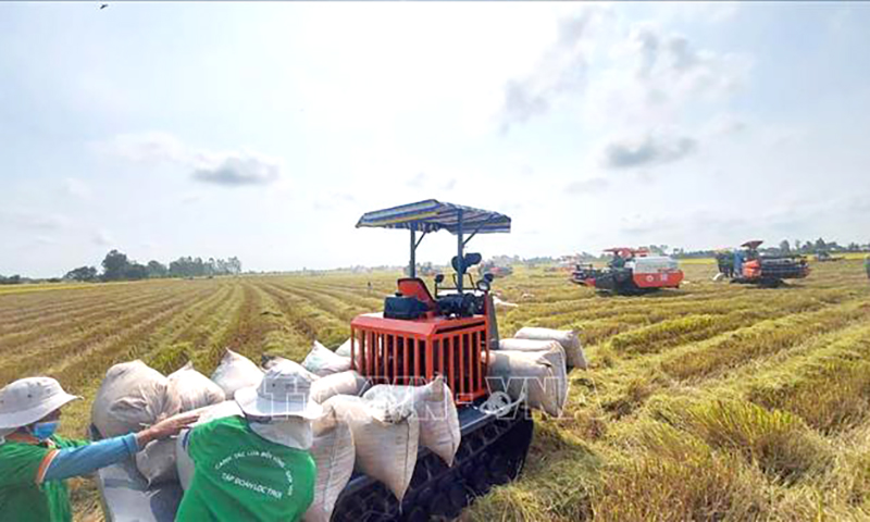 Thủ tướng chỉ thị đẩy mạnh sản xuất, kinh doanh, xuất khẩu lúa, gạo bền vững