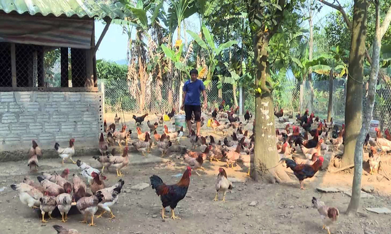 Minh Hóa: 265 hộ thoát nghèo nhờ gói vay chính sách