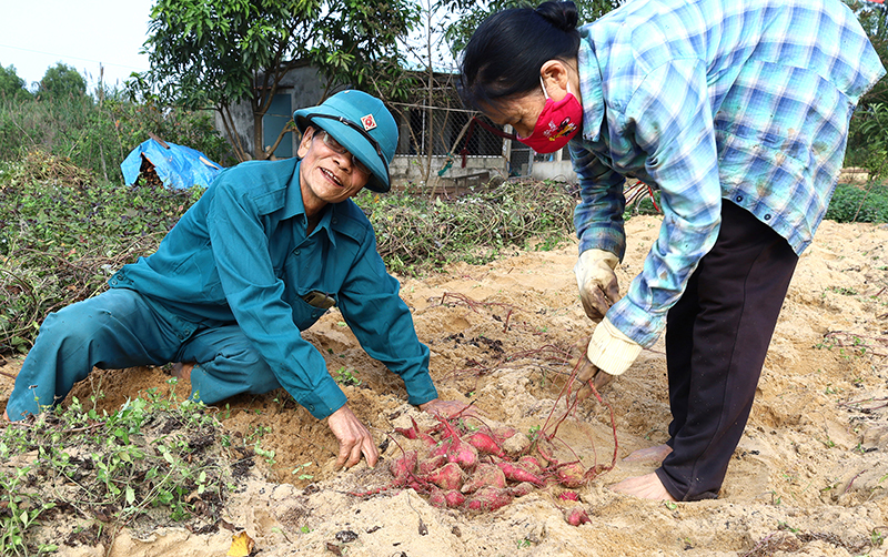 TP. Đồng Hới: Nhân giống thành công khoai lang Bảo Ninh