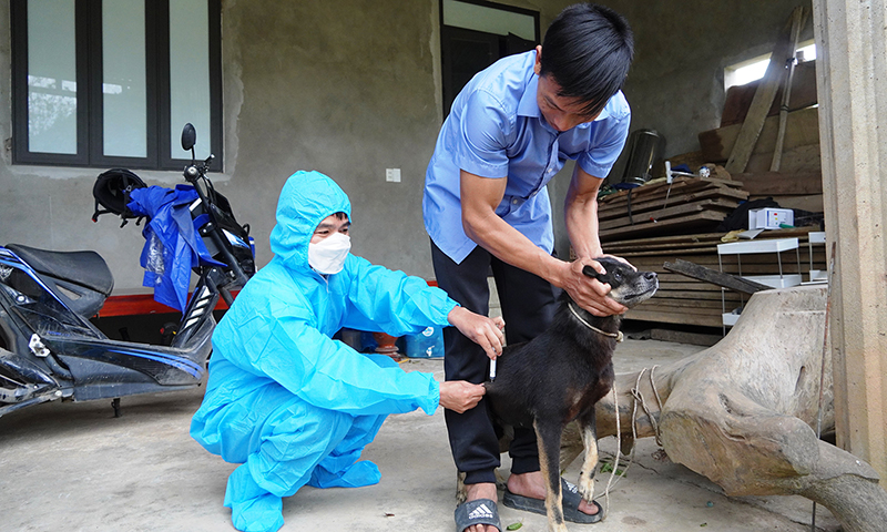 Chủ động phòng, chống bệnh dại trên động vật