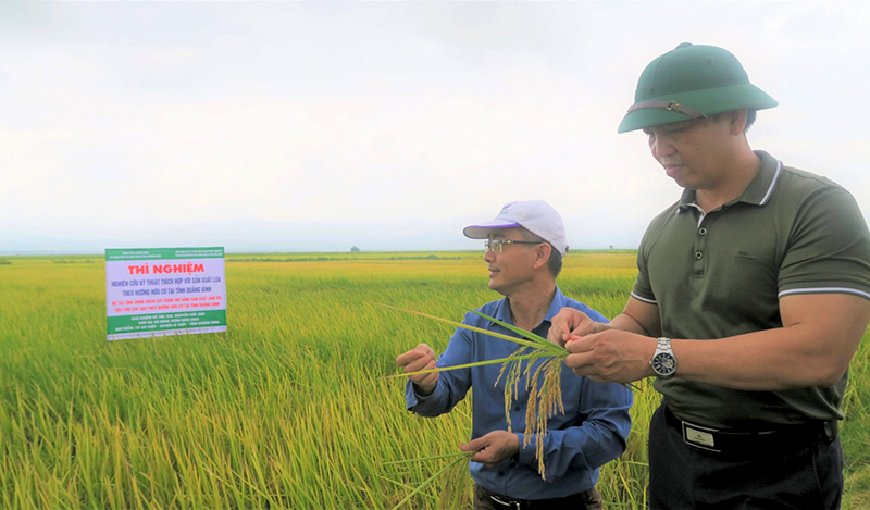 TP. Đồng Hới:  Nhân rộng mô hình trồng lúa chất lượng cao theo hướng hữu cơ