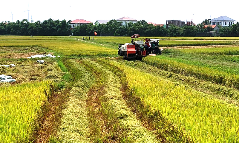 Đẩy nhanh tiến độ thu hoạch lúa đông-xuân