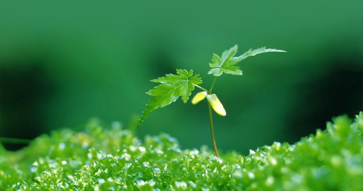 Người đếm mùa