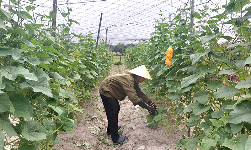 "Hạt nhân" trong xây dựng nông thôn mới