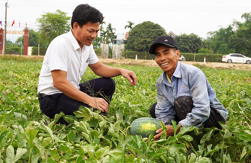 Để dưa hấu Hàm Ninh vươn ra thị trường lớn