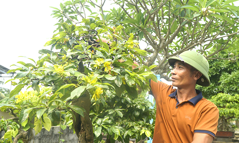 Bảo tồn và phát triển mai vàng Bảo Ninh
