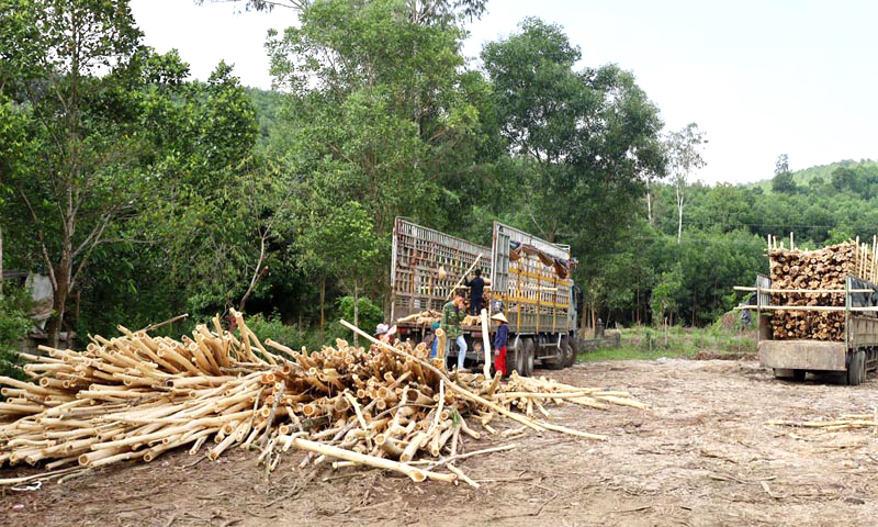 Rà soát, quản lý các cơ sở thu mua, chế biến, kinh doanh gỗ rừng trồng