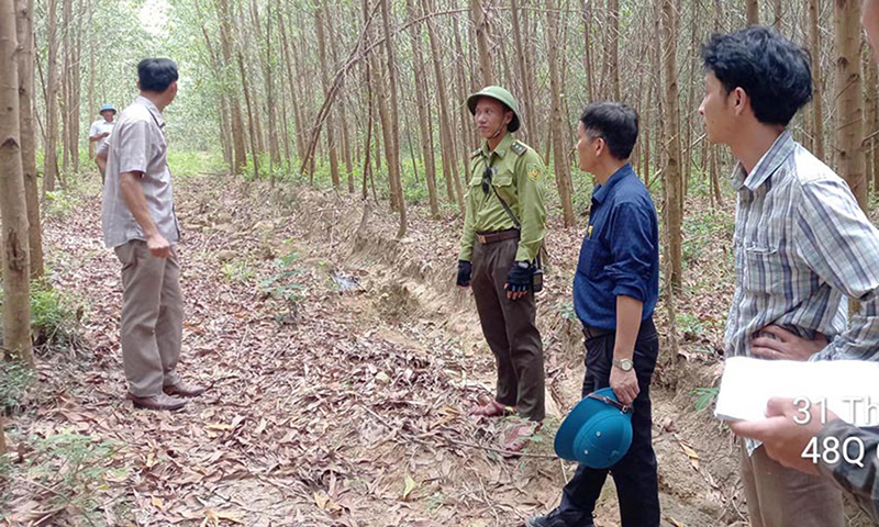 Bố Trạch: Phấn đấu có trên 4.500ha rừng được cấp chứng chỉ FSC