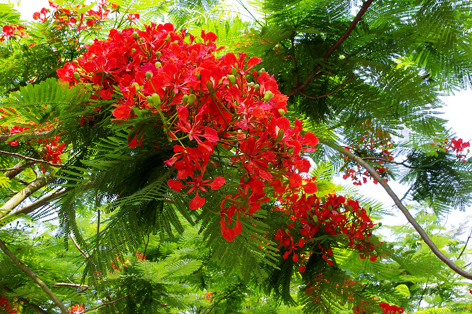 Nửa thế kỷ