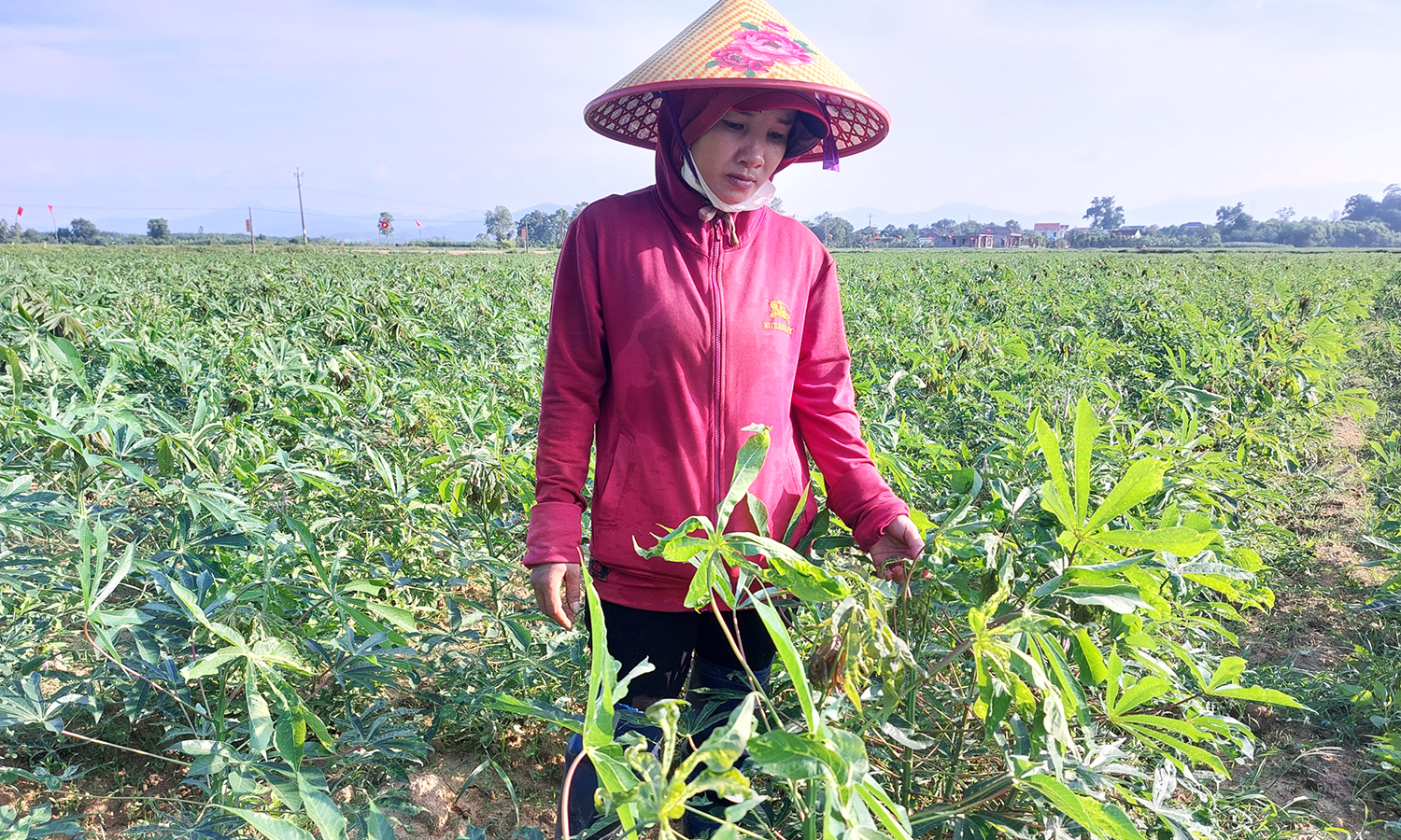 Bệnh khảm lá sắn phát sinh gây hại