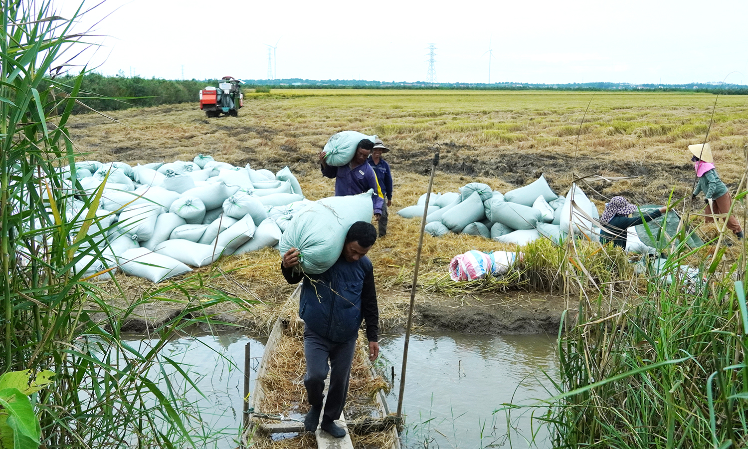 Mùa vui trên những cánh đồng