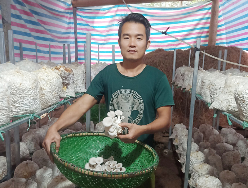 Khởi nghiệp từ nấm
