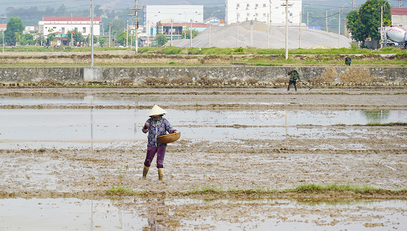 Hoàn thành gieo trồng hơn 2.100ha lúa hè-thu