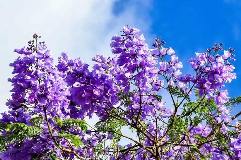 Rưng rưng giọt hạ…