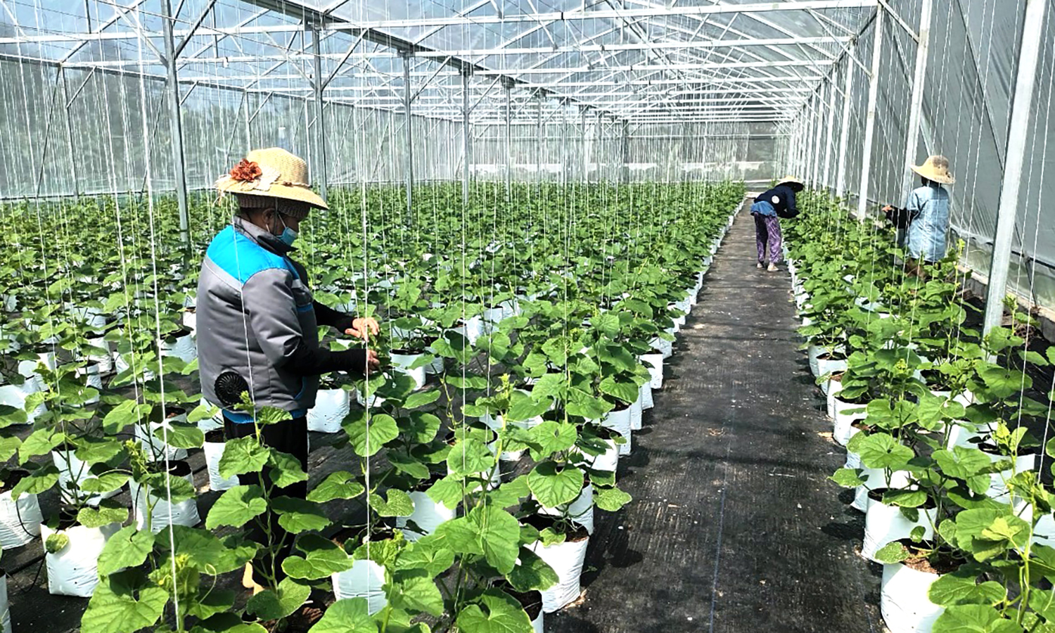 Thúc đẩy chuyển đổi số nông nghiệp