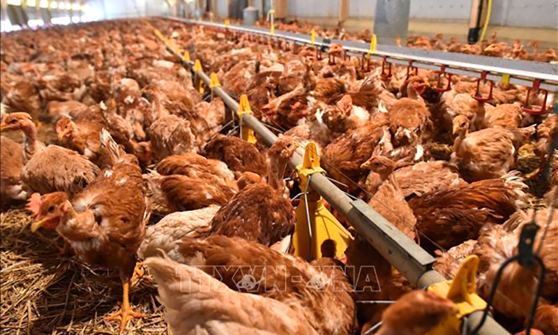 WHO kêu gọi tăng cường giám sát phòng nguy cơ bùng phát dịch cúm gia cầm H5N1