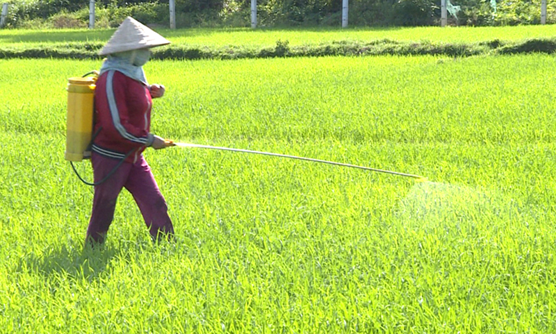 Hướng dẫn phòng trừ chuột di cư và sâu cuốn lá nhỏ hại lúa hè-thu