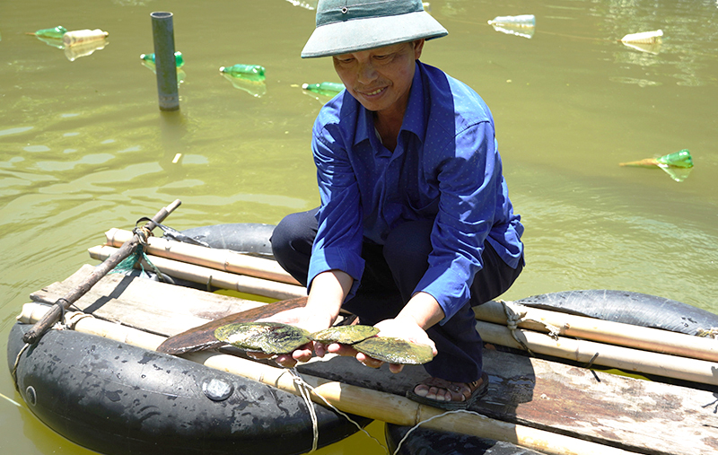 Kỳ vọng mô hình nuôi trai lấy ngọc