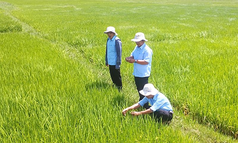 Bố Trạch: Tích cực chăm sóc cây trồng vụ hè-thu