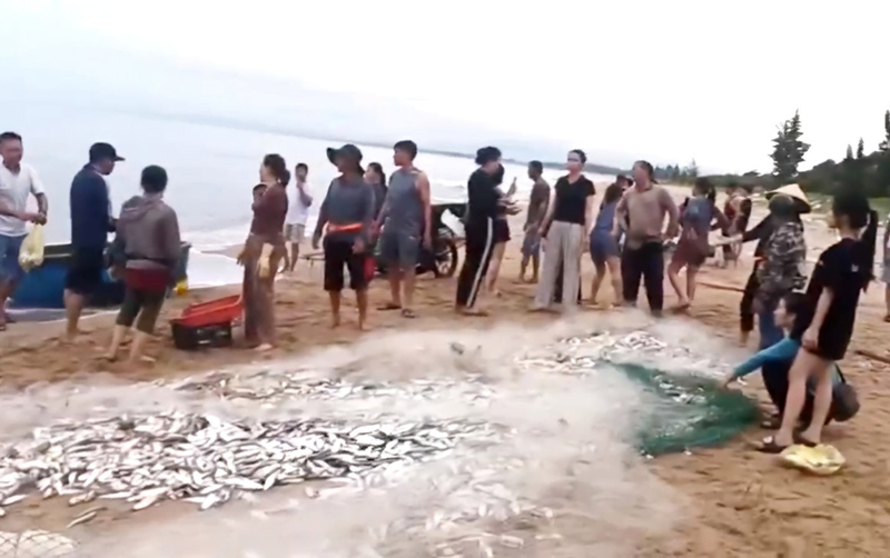 Kéo lưới rùng gần bờ, ngư dân trúng mẻ cá mòi 1,5 tấn