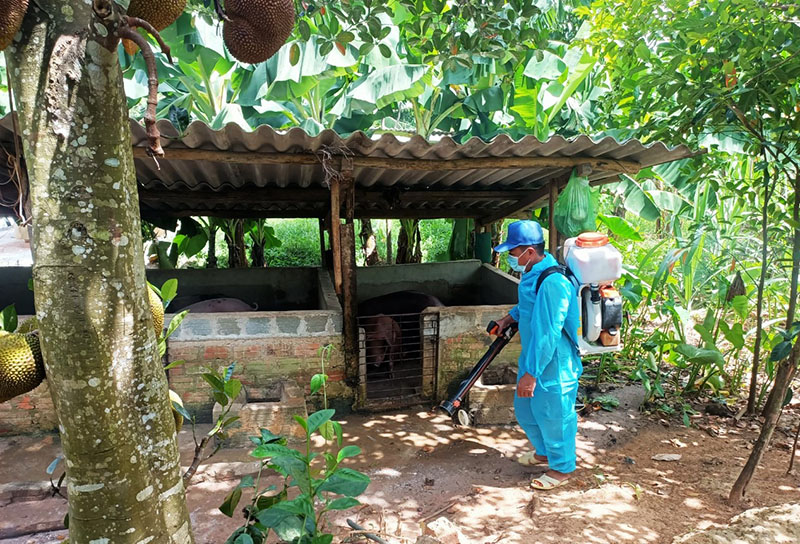 Không lơ là với dịch tả lợn châu Phi