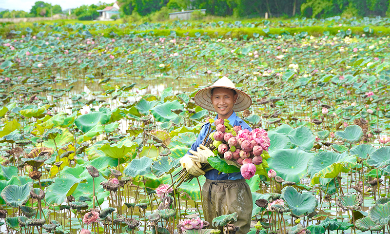 Hiệu quả chuyển đổi cây trồng