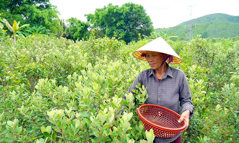 Mùa thu hoạch sim bên mái Hoành Sơn