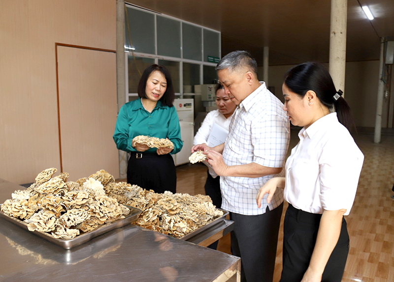 Sản phẩm mới từ nấm vân chi