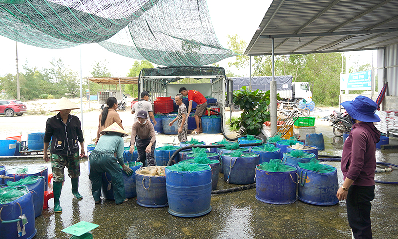 Làm giàu từ nghề nuôi cá lóc trên cát