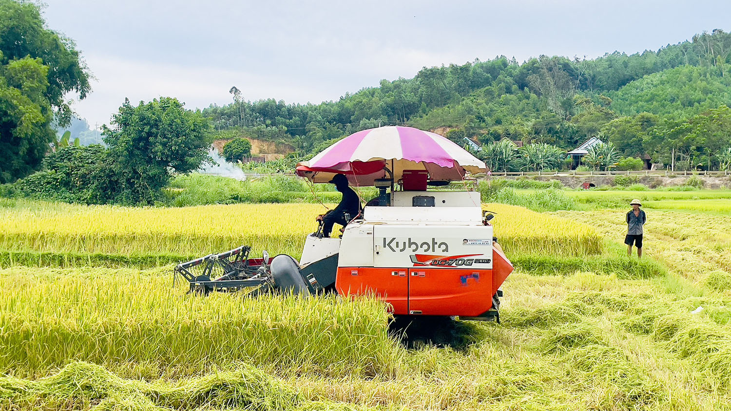 Thu hoạch nhanh, gọn lúa hè-thu