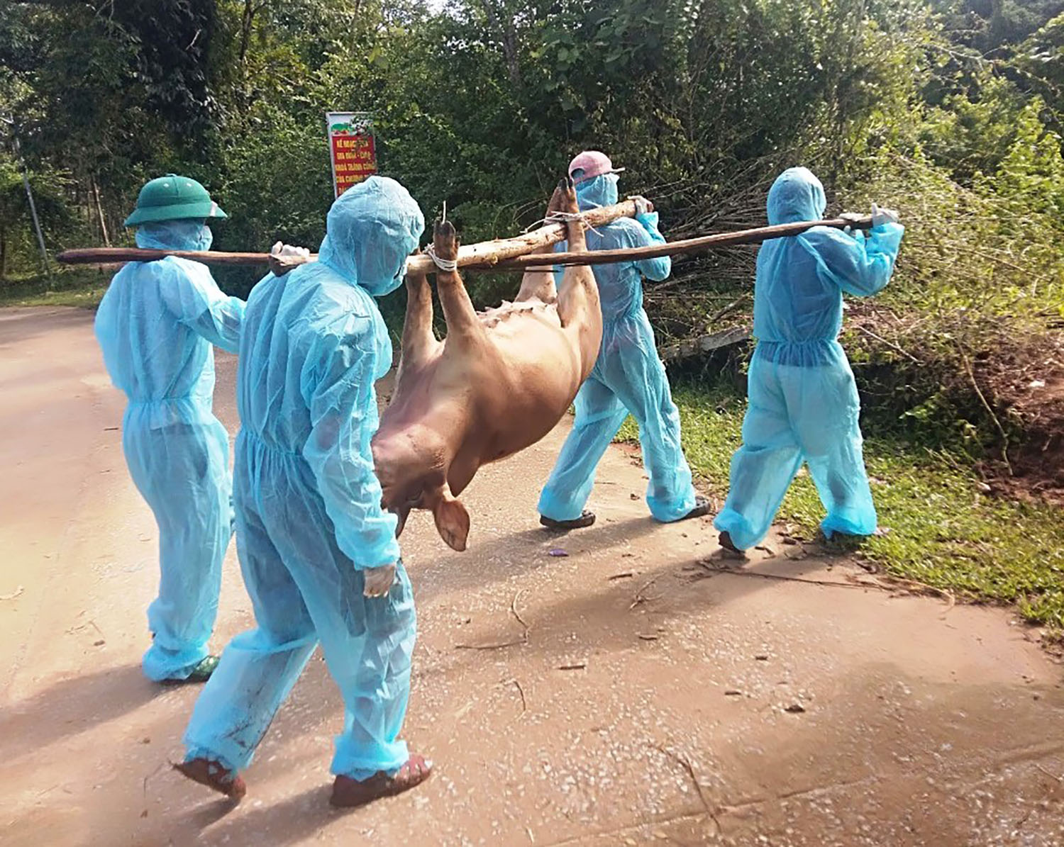 Phát hiện nhanh, xử lý triệt để ổ dịch bệnh tả lợn châu Phi