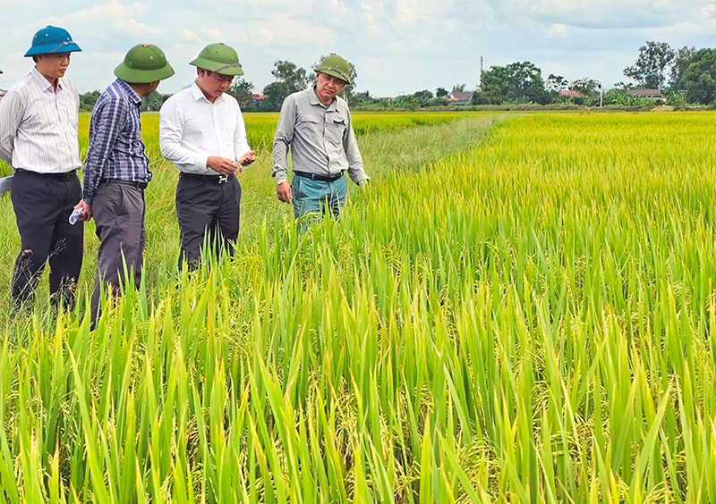 Kỳ vọng đột phá từ giống lúa mới
