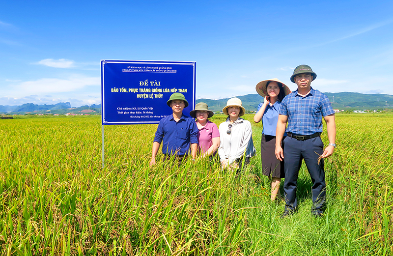Bảo tồn, phục tráng giống lúa nếp than tại huyện Lệ Thủy