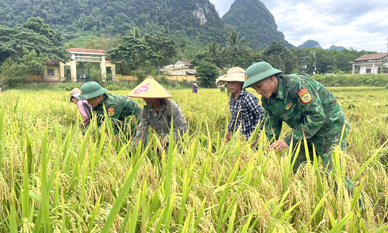 Bộ đội Biên phòng tỉnh giúp đồng bào Rục thu hoạch lúa hè-thu
