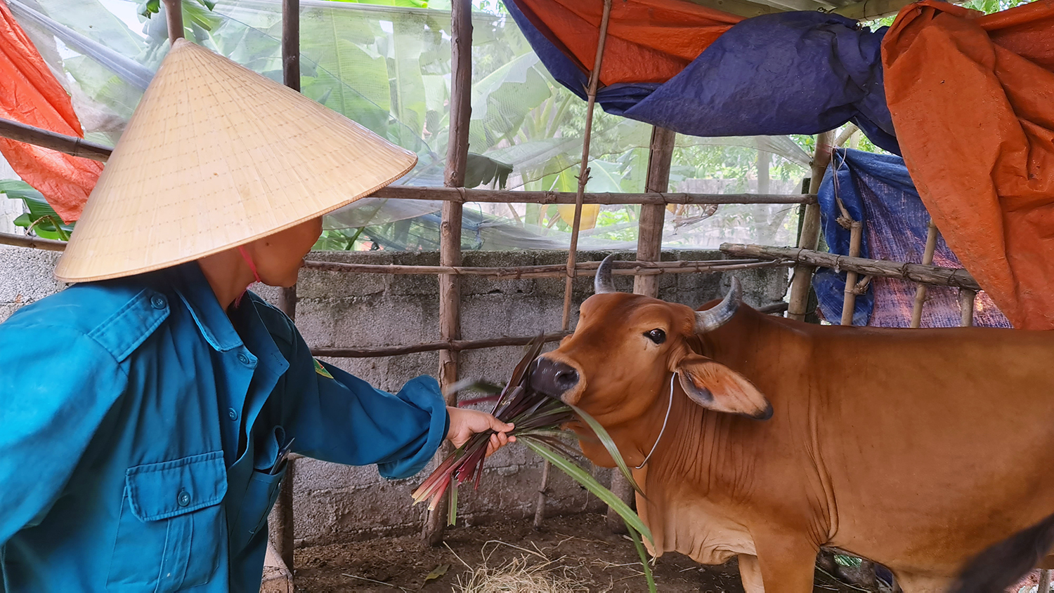 Quảng Ninh: Chăn nuôi tiếp tục phát triển ổn định