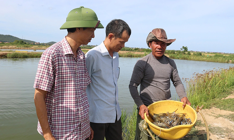 Hướng đi mới từ nuôi tôm càng xanh