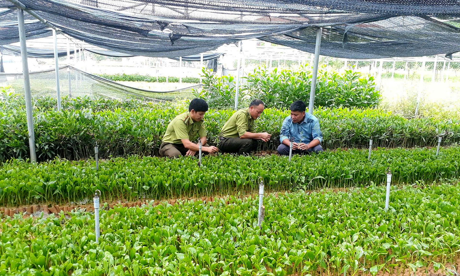 Mầm xanh keo lai BV16