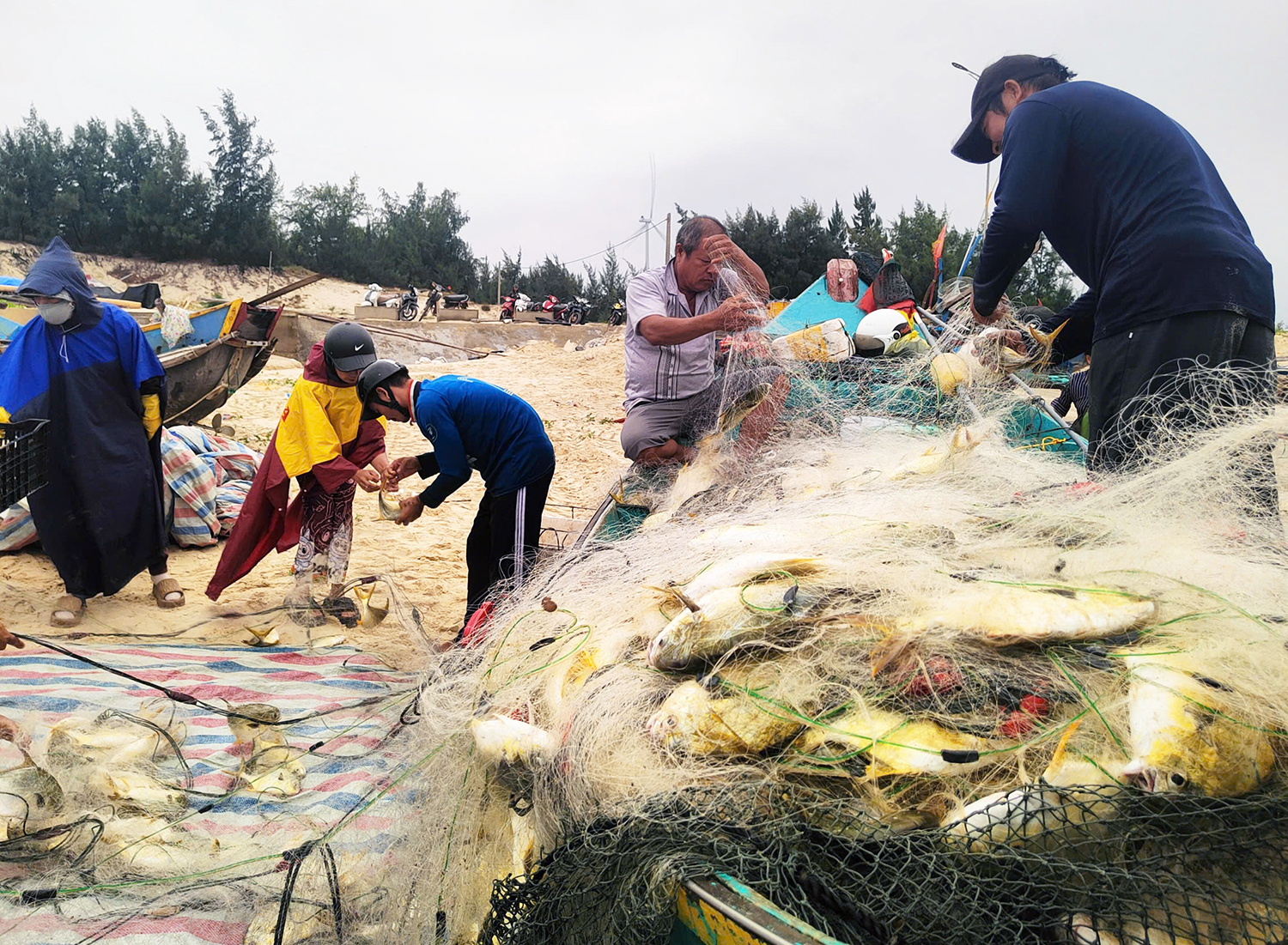 Ngư dân Hải Ninh trúng đậm luồng cá chim vàng