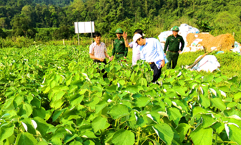 Nhân rộng mô hình trồng cây gai xanh làm nguyên liệu sợi