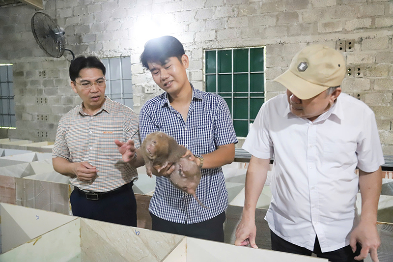 Để phát triển bền vững đàn dúi mốc lớn