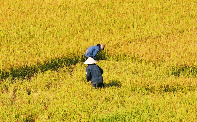 Mẹ và cánh đồng