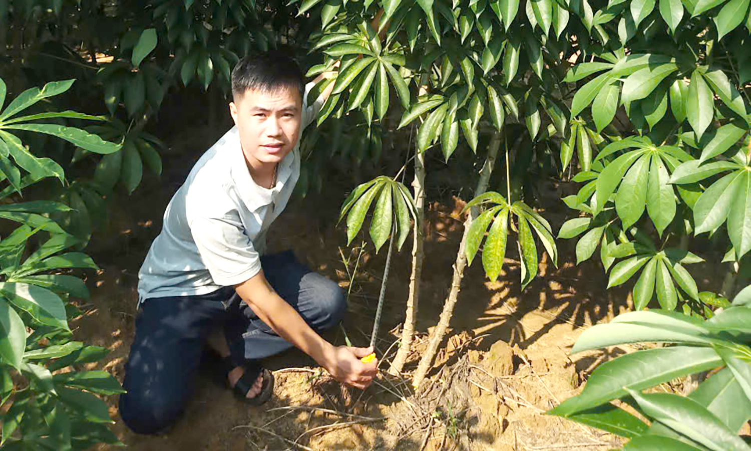 Chuẩn bị giống sắn bảo đảm cho niên vụ mới