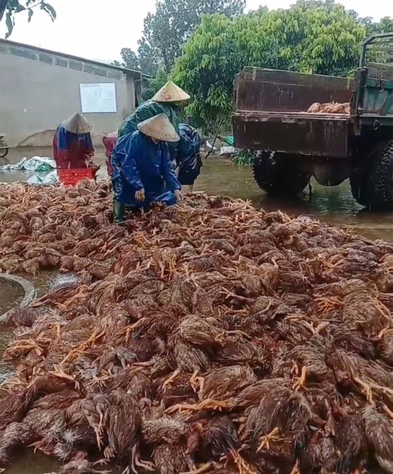 Trường Thủy: Hỗ trợ chôn lấp hàng nghìn con gà bị nước lũ cuốn trôi
