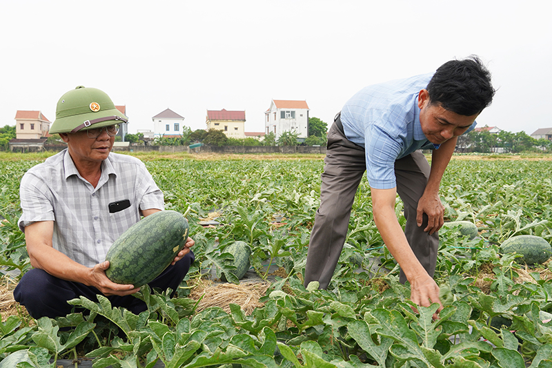 Dồn sức xây dựng nông thôn mới