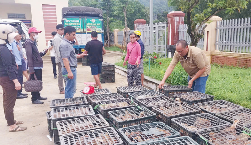 Minh Hóa: Phát triển chăn nuôi theo hướng tập trung