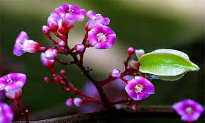 Tôi về trên lối ca dao