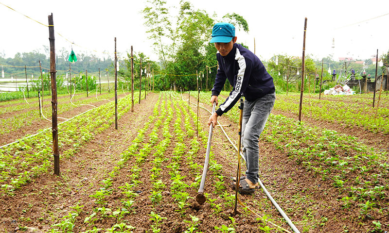Chủ động sản xuất nông sản phục vụ thị trường Tết