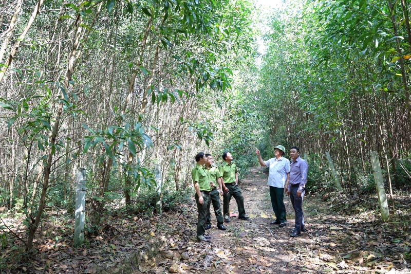 Bố Trạch: Chú trọng trồng rừng theo tiêu chuẩn FSC