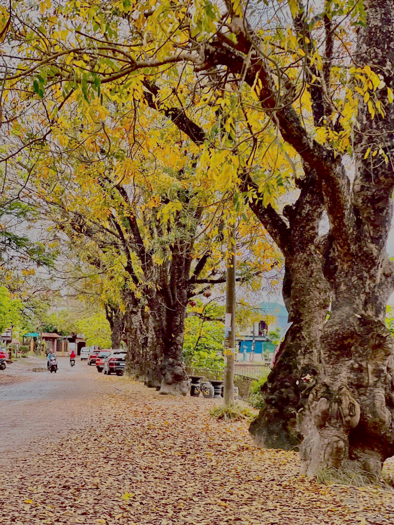 Cộn của tôi